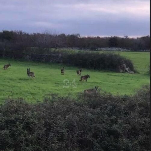 Puglia la Murgia è invasa dai lupi bestiame sbranato tra Putignano